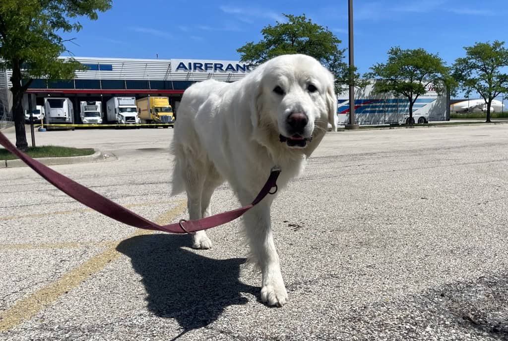 Walus walking before his Belgium to USA move with WorldCare Pet Transport.