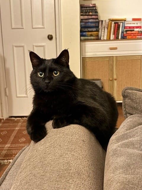 Meadowlark, a black Domestic Shorthair cat, resting on a couch after relocating from the USA to South Africa.
