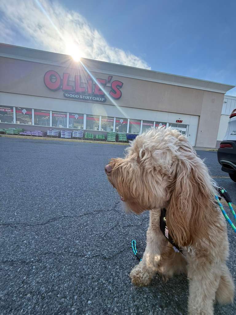 Ollie the dog outside an Ollie’s store after his safe cross-country pet transport to New Jersey.