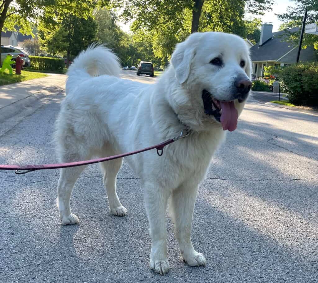 Walus the dog walking during one of his six moves between Belgium and the USA with WorldCare Pet Transport.