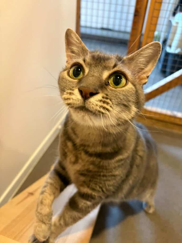 Manolo, a European cat, looking at his owner while they take a photo.