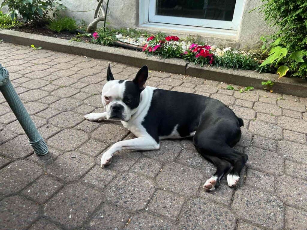 Oreo the Boston Terrier lying on a cobblestone street in Chile with a flower garden in the background.