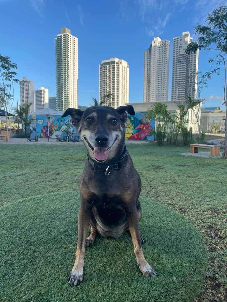 Aceituna, a black and tan dog, sits smiling on a grassy circle in a park with a city skyline of high-rise buildings in the background.