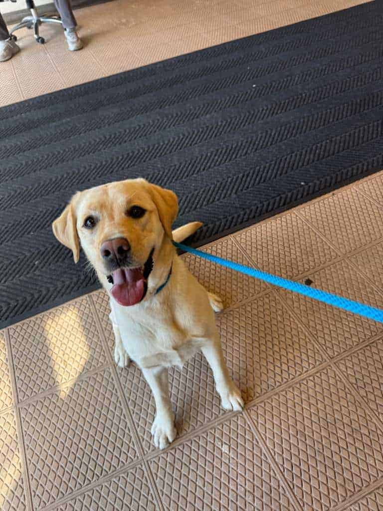 A yellow Labrador retriever sits on a tiled floor with tongue out and tail wagging, attached to a blue leash, next to a black entrance mat.