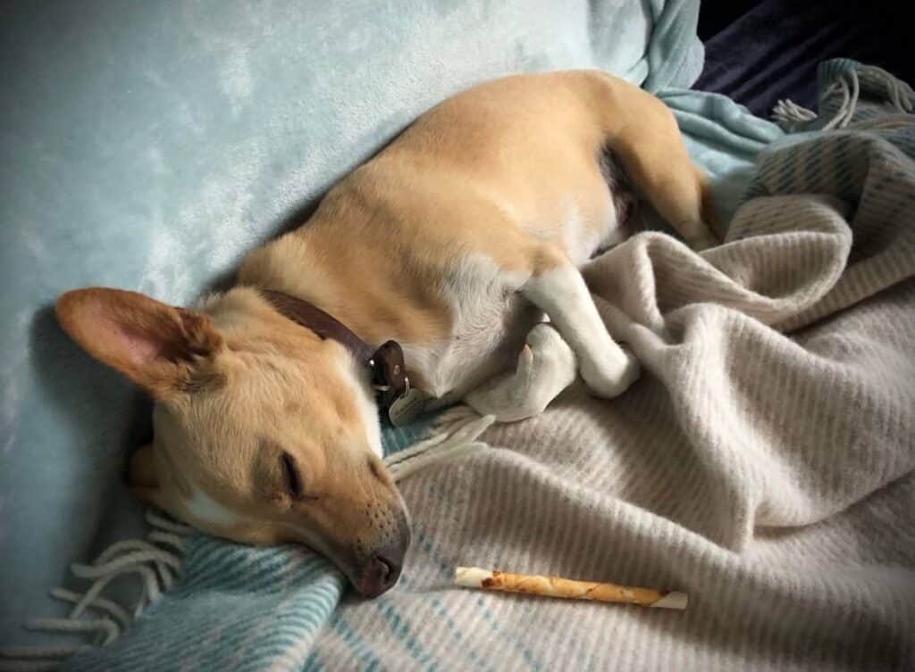 Small tan and white dog wearing a collar, sleeping curled up on a blue blanket with a chew treat nearby.