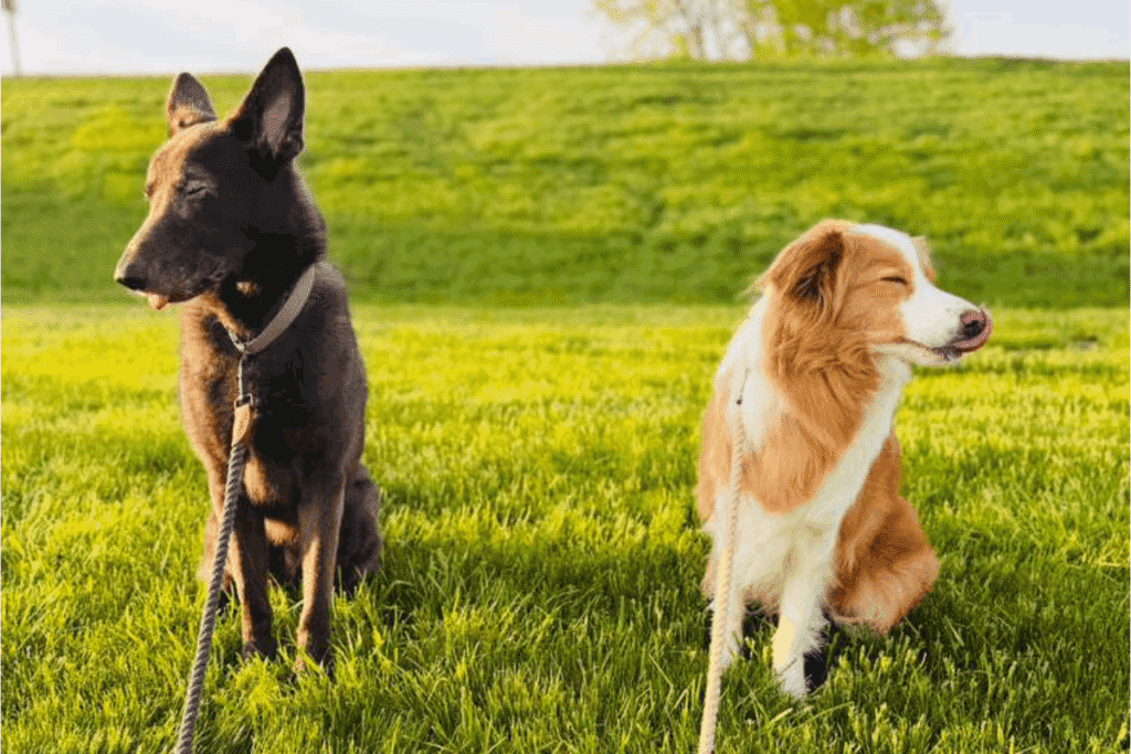 Balerion, a dark brown and black dog, and Vhagar, a brown and white dog, sitting on leashes side by side in a grassy field.