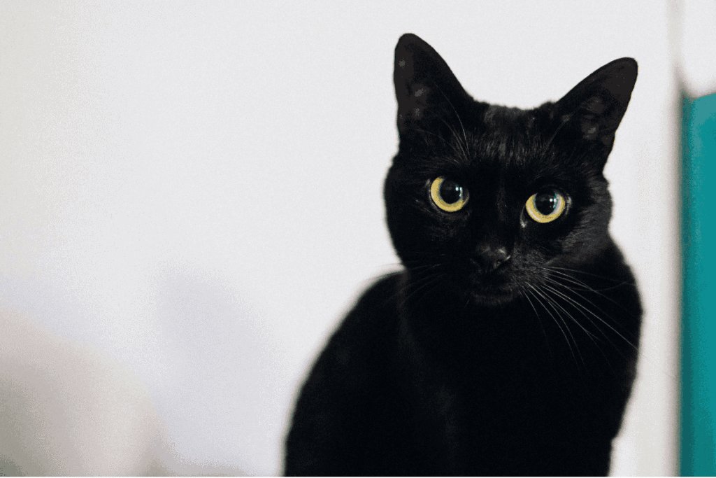 Close-up of a black cat with striking yellow eyes staring directly at the camera.