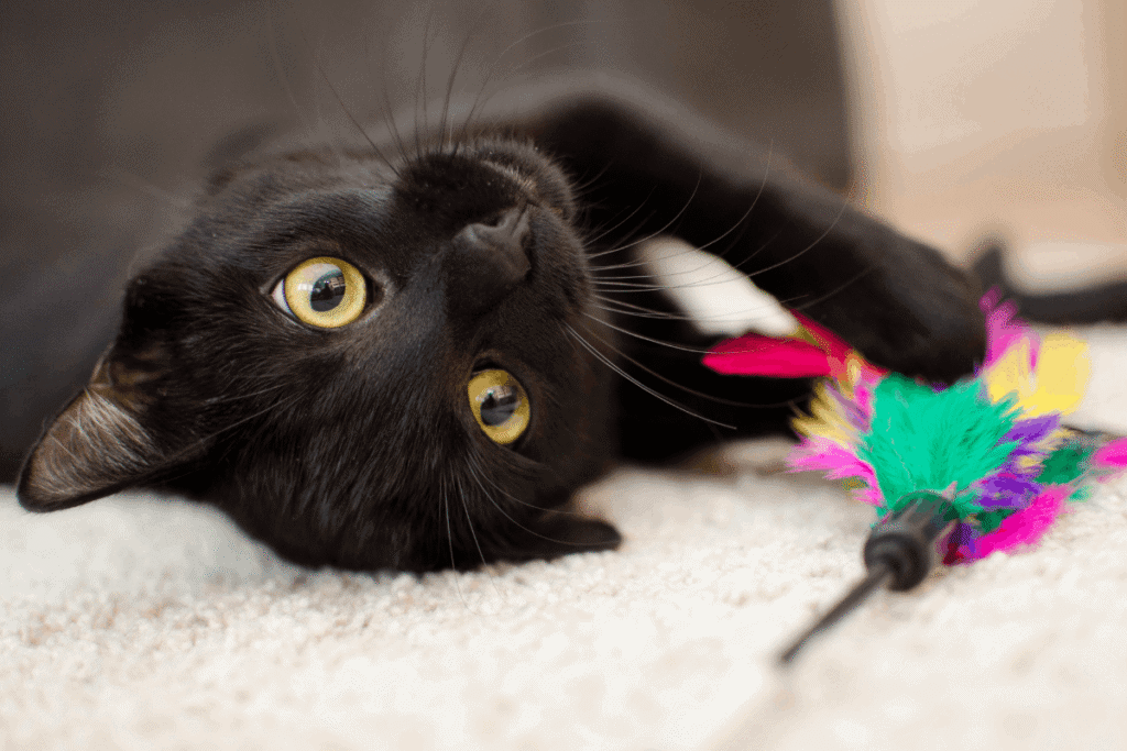Black cat lying on its back on a carpet, playing with a colorful feather wand toy.