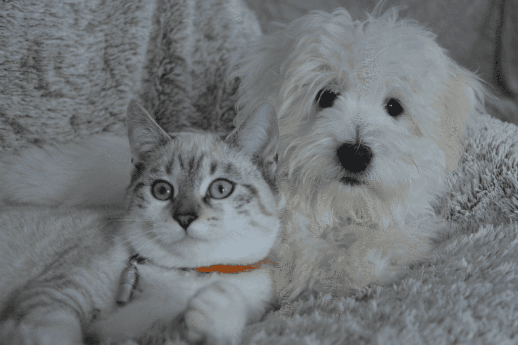 A gray tabby cat wearing an orange collar lying next to a white fluffy puppy on a blanket.