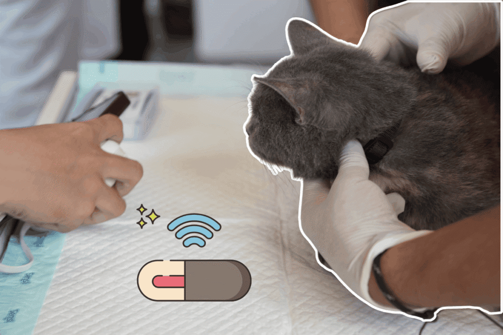 Gray cat being gently held by gloved hands during a microchipping procedure, with a person in the background holding a microchip scanner, and a microchip and wireless signal icon graphic overlaid on the image.
