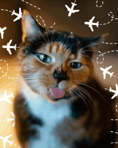 A close-up of a tortoiseshell cat with striking blue eyes and tongue out mid-lick, surrounded by a graphic overlay of white airplane icons and dashed flight paths.