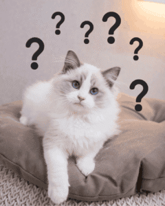 A blue-eyed Ragdoll cat lying on a tan pet bed, surrounded by illustrated question marks suggesting confusion or curiosity.