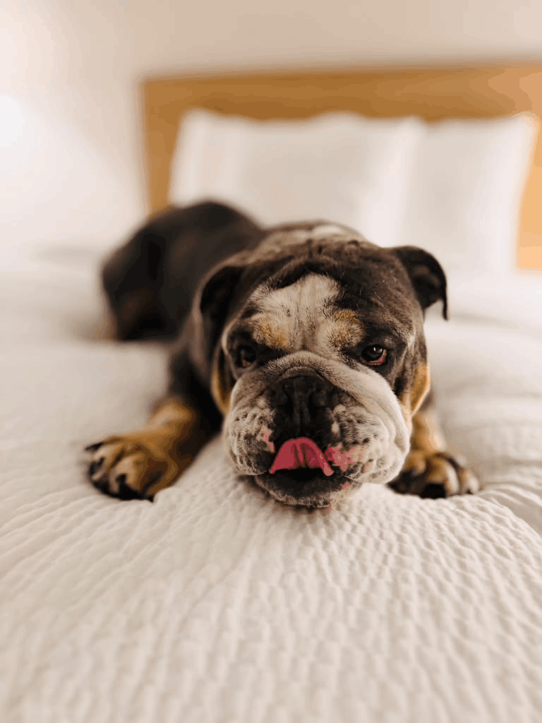 A brindle bulldog named Chivas lies stretched out on a white bed, tongue sticking out, resting his chin on the mattress.