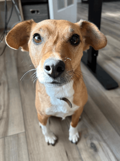 Coco, a tan and white dog, looks up at the camera indoors after relocating from the U.K. to the U.S.A.