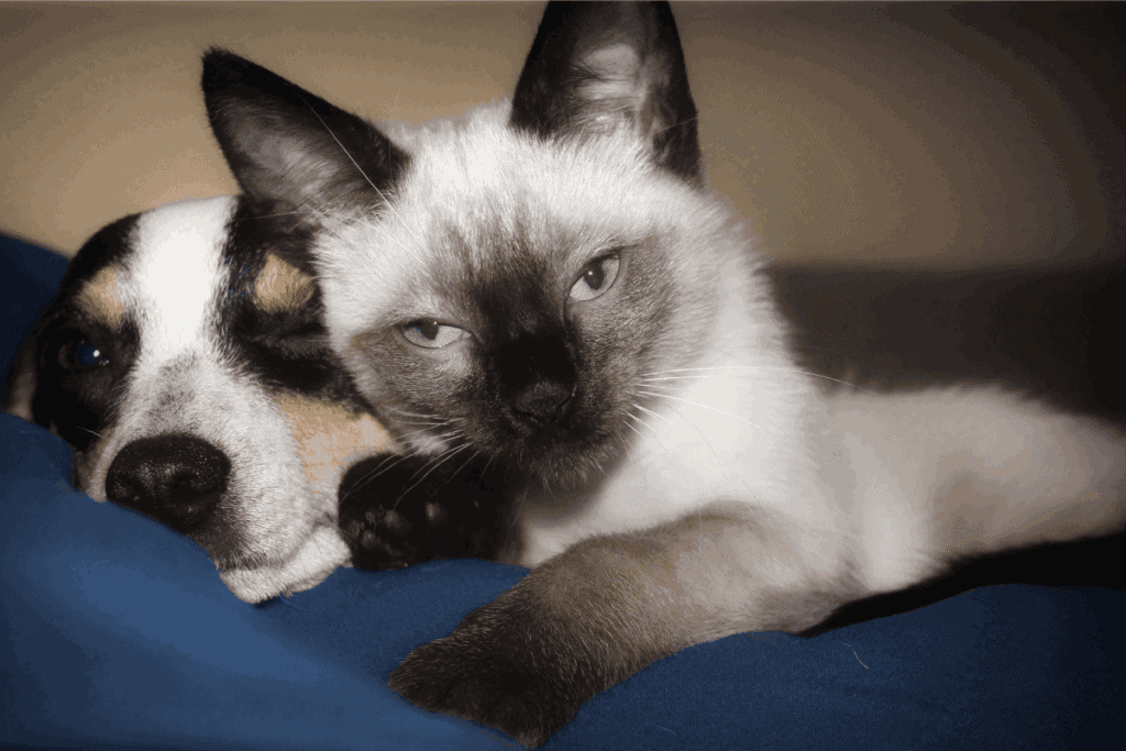 A Siamese cat and a spotted dog cuddling together on a blue cushion.