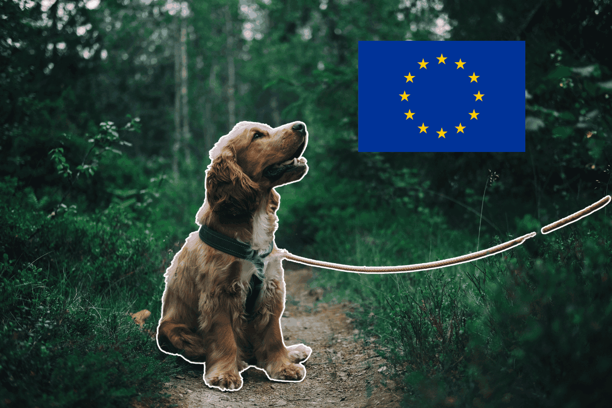 Cocker Spaniel on a leash sitting on a forest path, cut out and layered over a wooded background with the European Union flag graphic in the top corner.