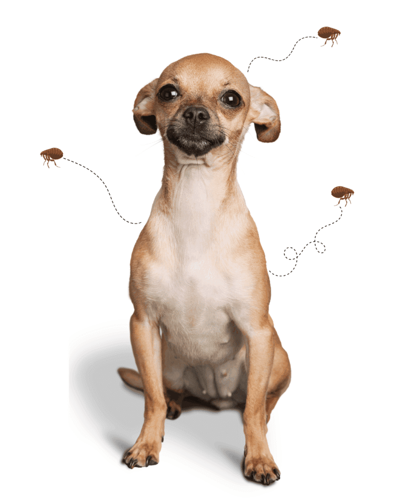 Tan Chihuahua sitting against a white background, surrounded by illustrated fleas with dotted movement trails around its head and body.