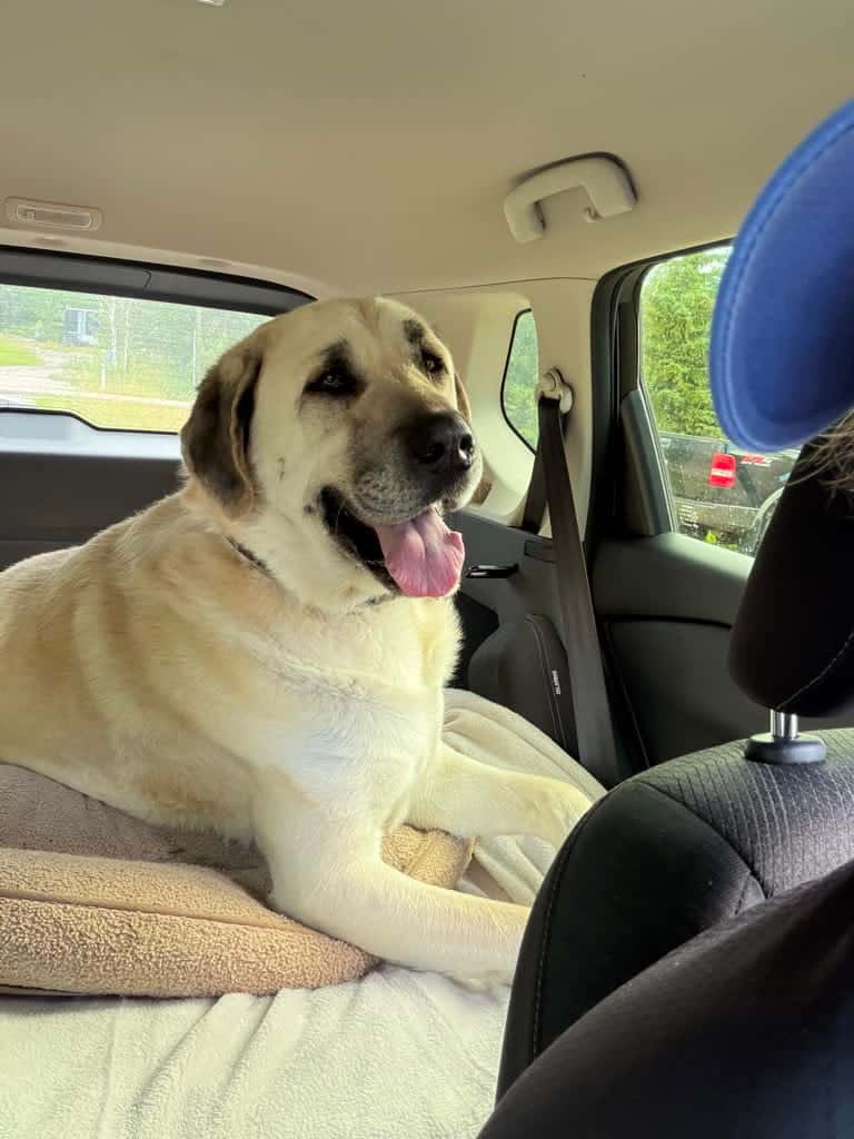 A large tan dog with a black muzzle lies in the back seat of a car with its tongue out, looking out the window.