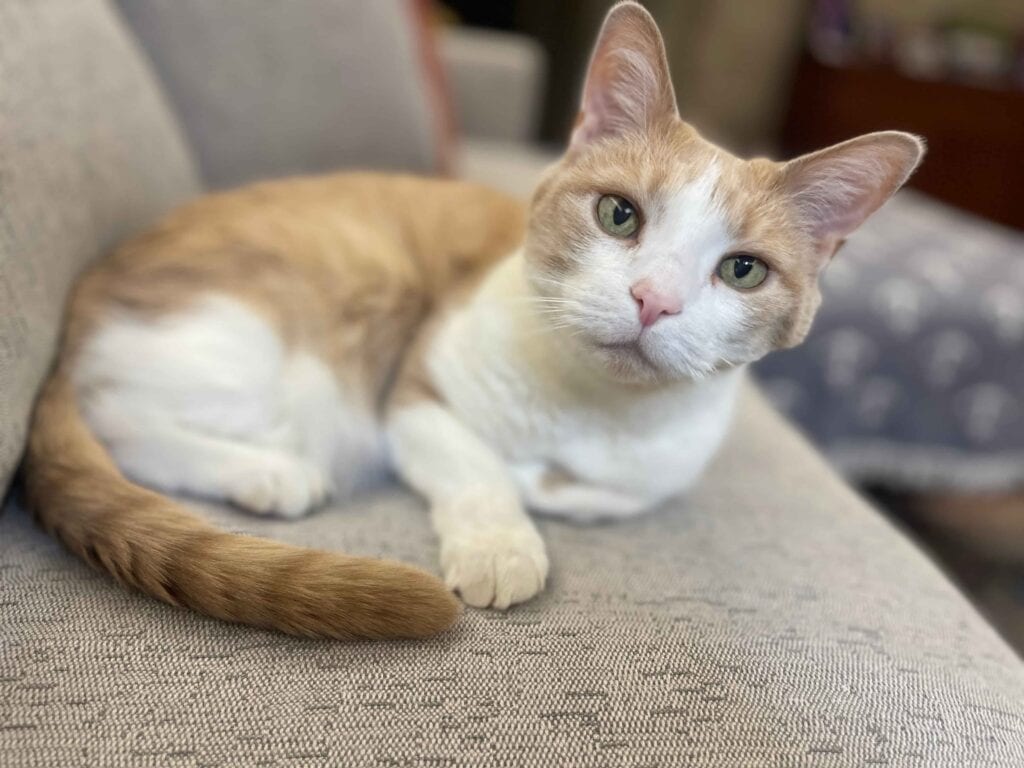 Dusty, an orange and white cat with green eyes, lies curled up on a gray couch, tail wrapped around, looking directly at the camera.
