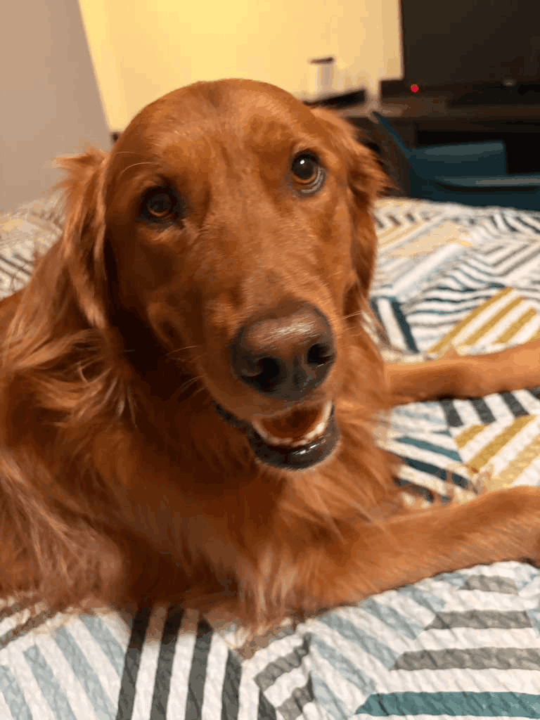 Foxy, a golden retriever, lying on a striped blanket with paws stretched forward, looking at the camera