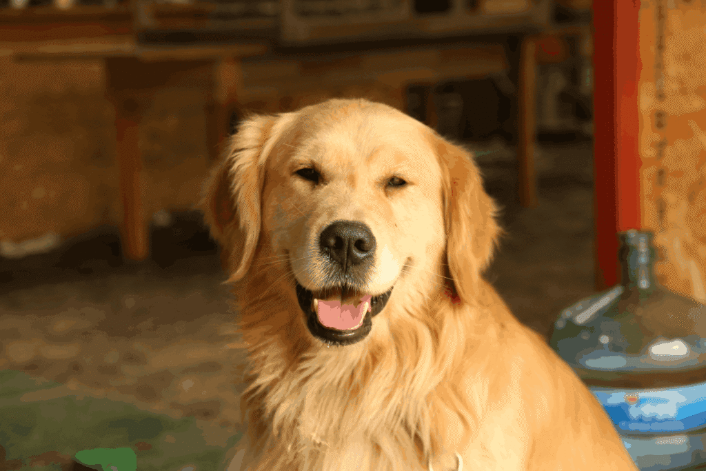 Happy golden retriever with mouth open, sitting indoors in a workshop-style room