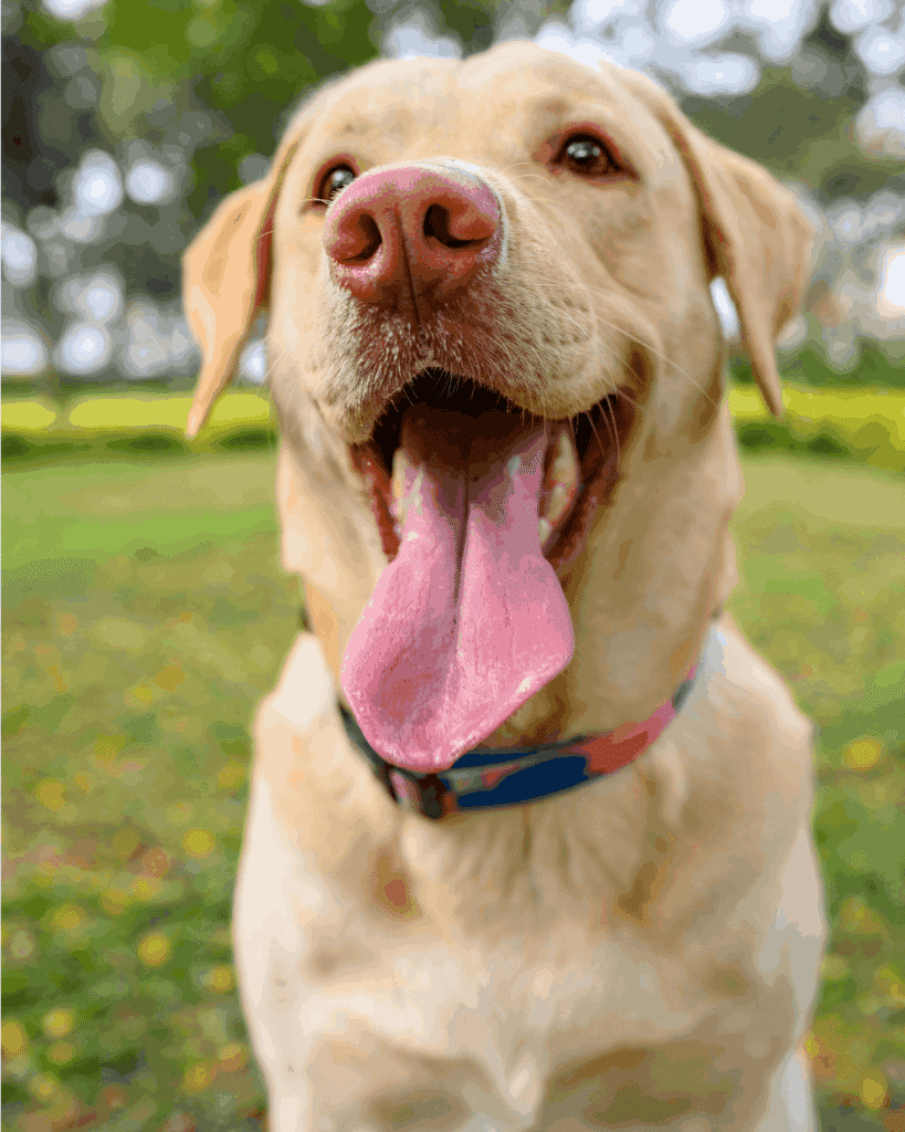 Close-up of a yellow Labrador retriever with mouth wide open and tongue out in a joyful expression, wearing a colorful collar, with a grassy park in the background.