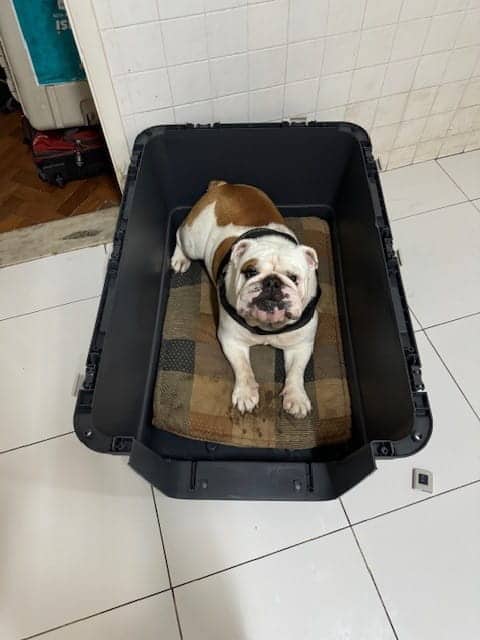 Hulk, a brown and white Bulldog, lying inside the base of a travel crate