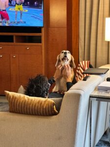 A beagle named Maya sits on a couch with its face held affectionately by a person's hands, looking up while a UFC fight plays on TV in the background, after her move from the USA to Australia.