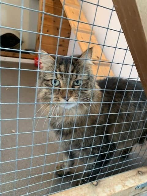 Long-haired tabby cat looking through a wire mesh enclosure.