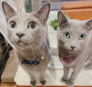 Two gray Russian Blue cats, Louis and Bella, looking up at the camera with wide green eyes, wearing bow tie and bandana collars with name tags.