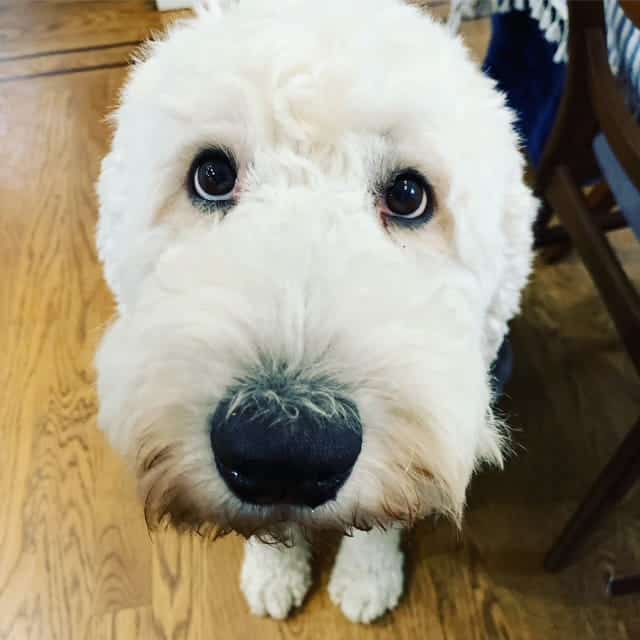 A fluffy white doodle dog looks directly up at the camera with a curious expression, sitting on a wood floor.
