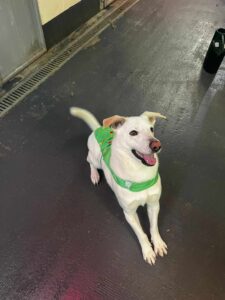 Maximus Bacon, a white dog wearing a green vest, stands smiling on a floor indoors