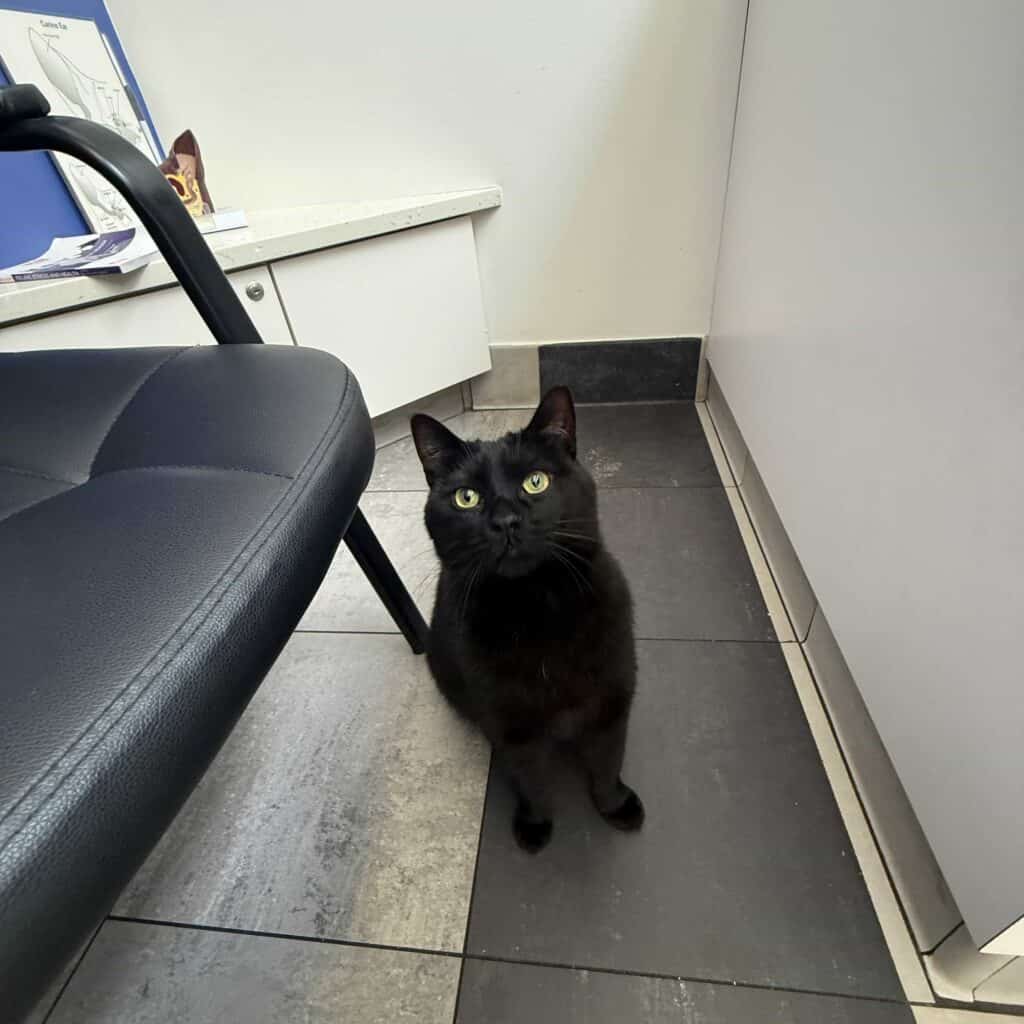Meadowlark, a black cat with green eyes, sits on the tile floor of a vet exam room, looking up at the camera.