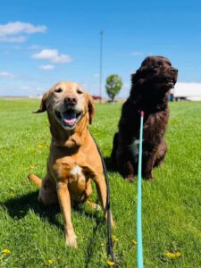 Two dogs, a tan Labrador and a dark brown Newfoundland mix, sit side by side on green grass on leashes under a blue sky.