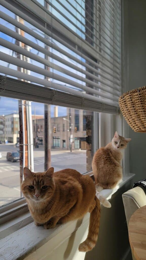 Two orange tabby cats, Pete and Poppy, perch on a windowsill overlooking a city street.