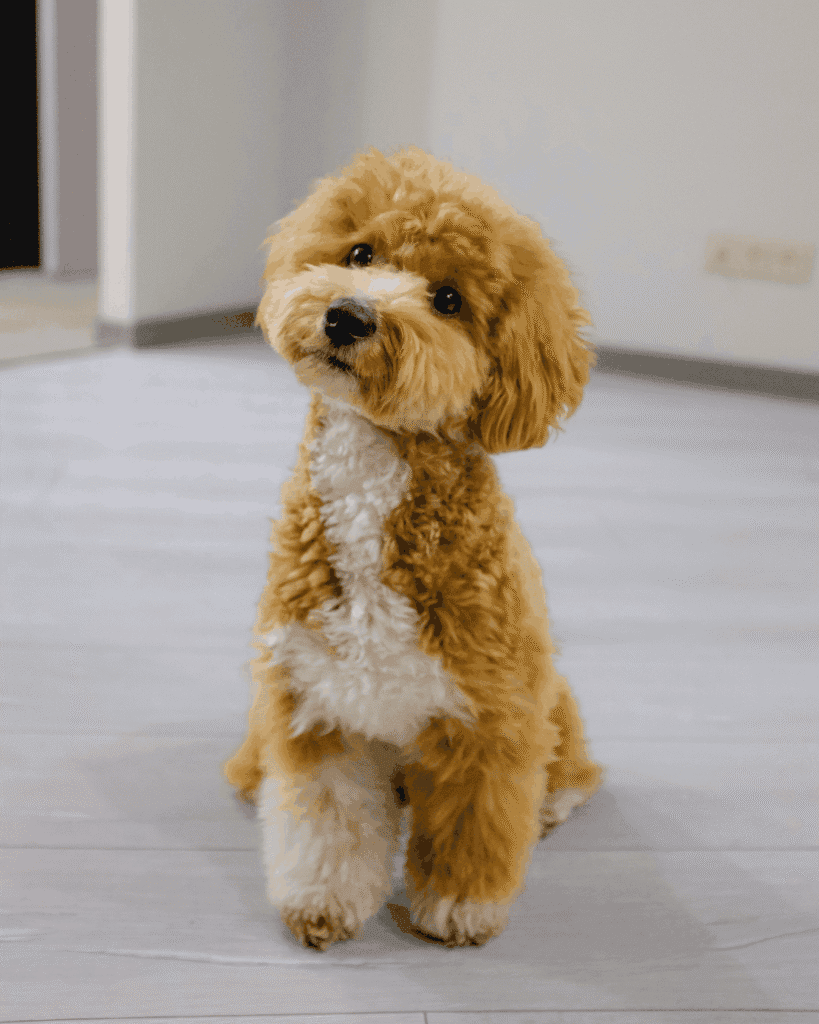 Fluffy apricot-and-white poodle mix sitting indoors on a light wood floor, tilting its head and looking at the camera.
