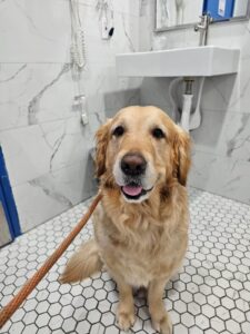 A golden retriever with a graying muzzle sits on a leash on a tiled floor, looking up at the camera in a marble-tiled room.