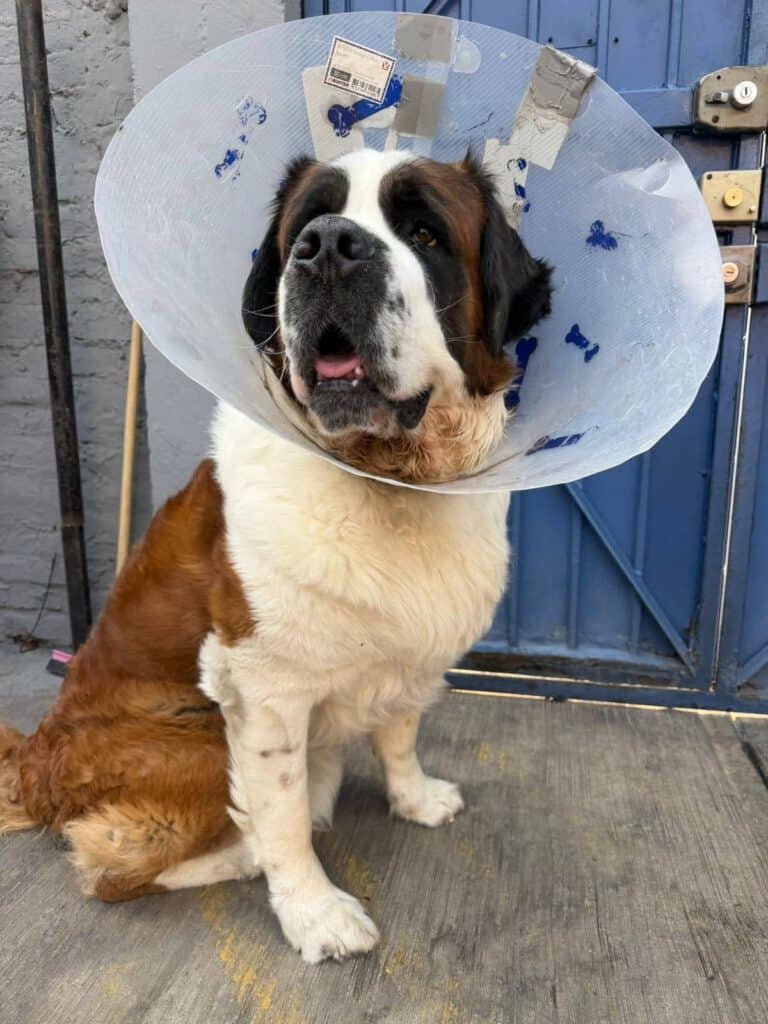 A large Saint Bernard named Roko sits on a stoop wearing a plastic cone collar, with a golden-colored dog partially visible beside him and a blue wooden door in the background.