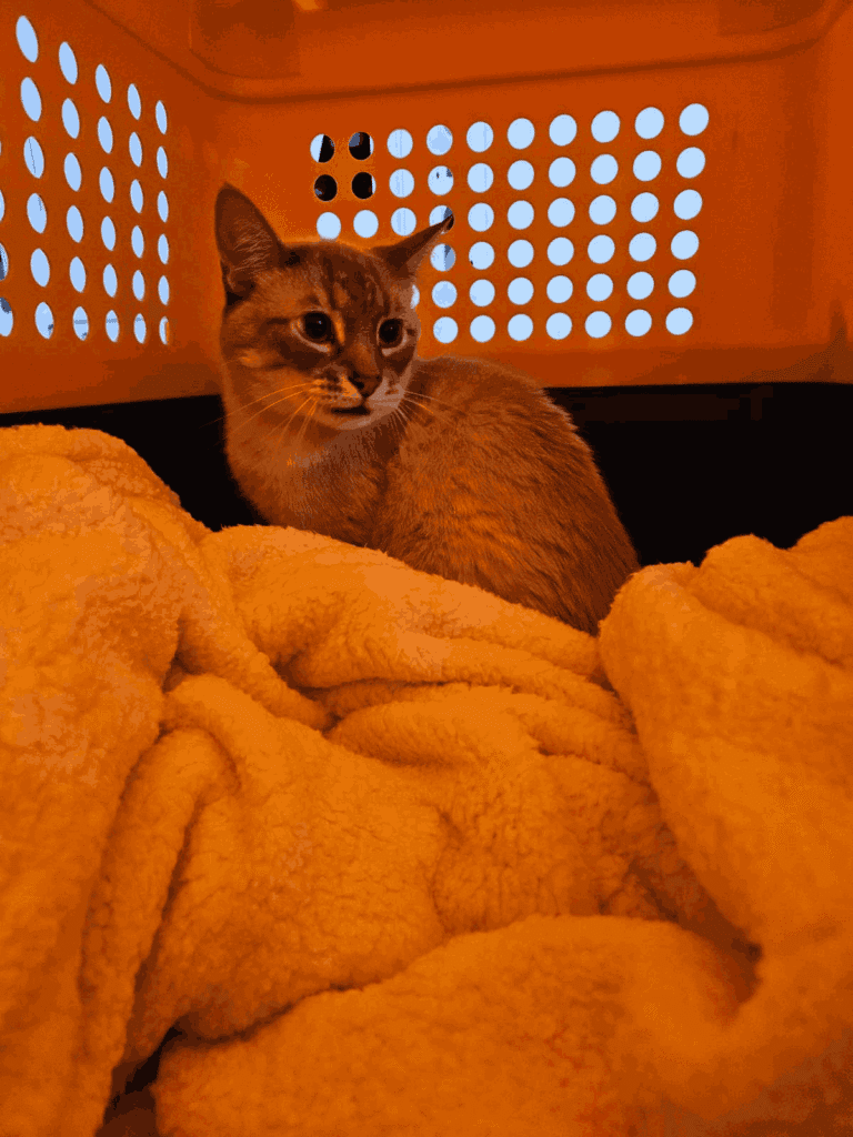 Cat sitting inside a pet carrier lined with a blanket, looking toward the camera.
