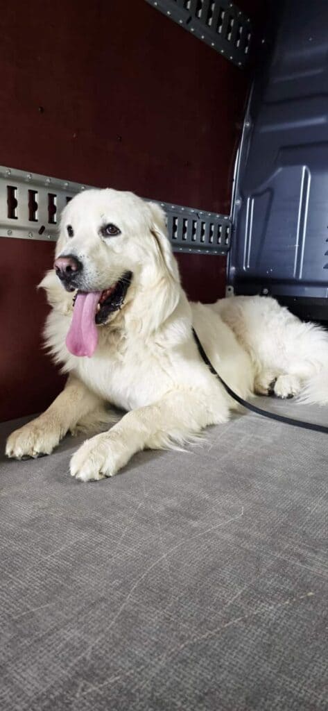 Large white dog named Walus lying calmly in the back of a pet transport vehicle during relocation