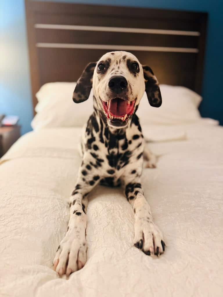 A Dalmatian puppy lies stretched out on a white bed with mouth open in a happy expression, front paws extended forward.