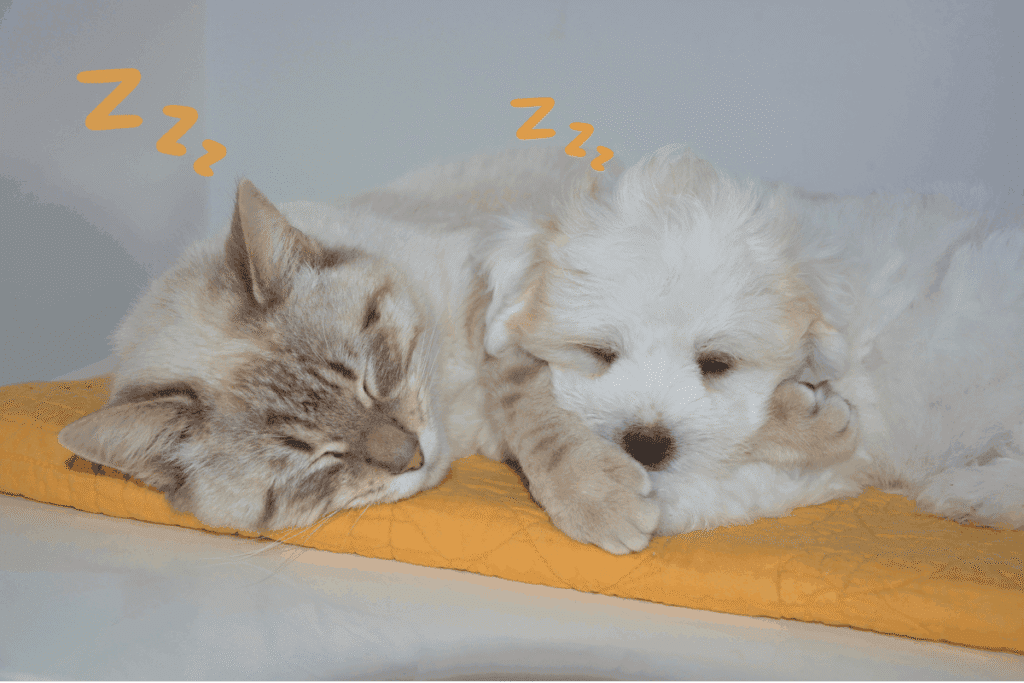 A gray tabby kitten and a white fluffy puppy sleeping side by side on a yellow cushion, with illustrated "Zzz" symbols above their heads showing they're napping.