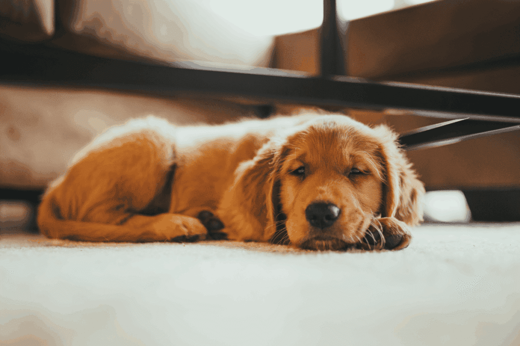 Golden retriever puppy lying on a carpeted floor, curled up and resting under a piece of furniture.