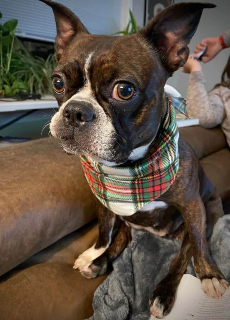 Fiddle, a brindle Boston Terrier mix wearing a plaid bandana, sitting on a couch.