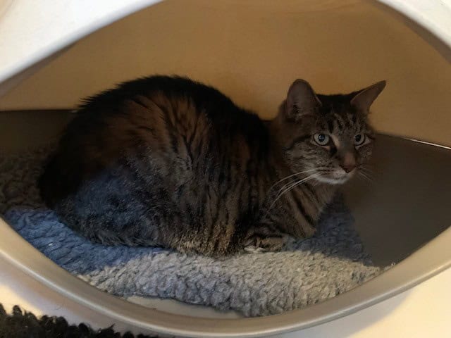 A brown tabby cat with green eyes curled up in a covered cat bed with a gray fleece cushion.