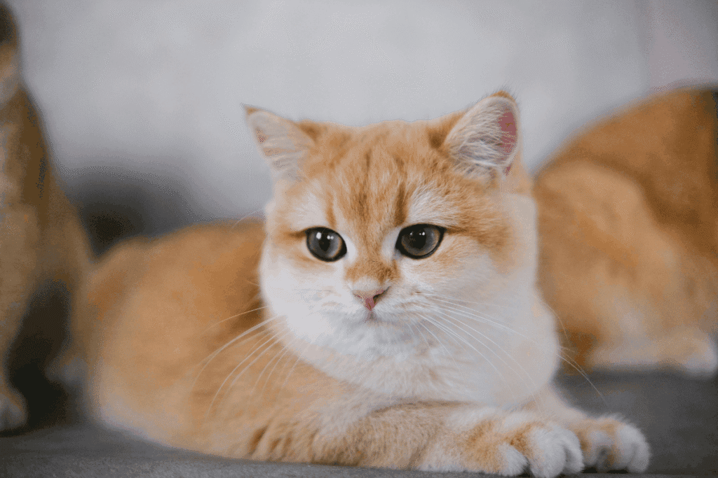 Orange and white cat lying down with front paws stretched forward, looking at the camera, with other cats blurred in the background.