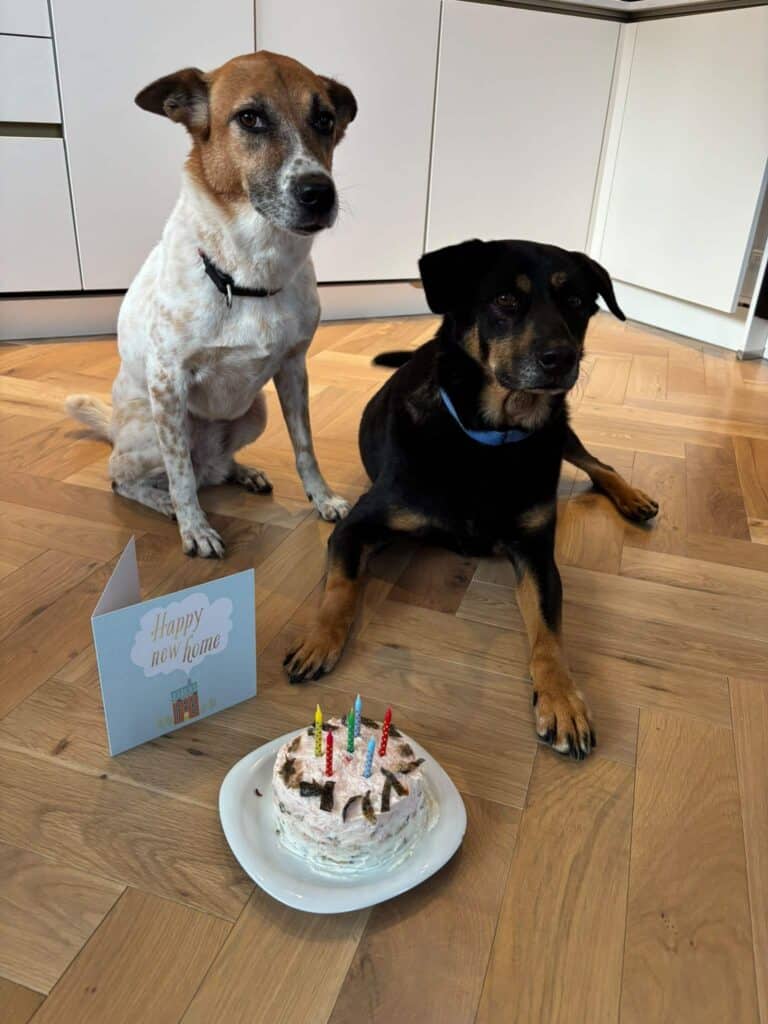 Two dogs, Gaucho and Chicha, celebrating their new home with a cake and Happy New Home card after a successful pet relocation.