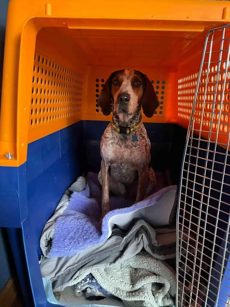 Speckled hound sitting on blankets inside an open orange and navy airline travel crate.
