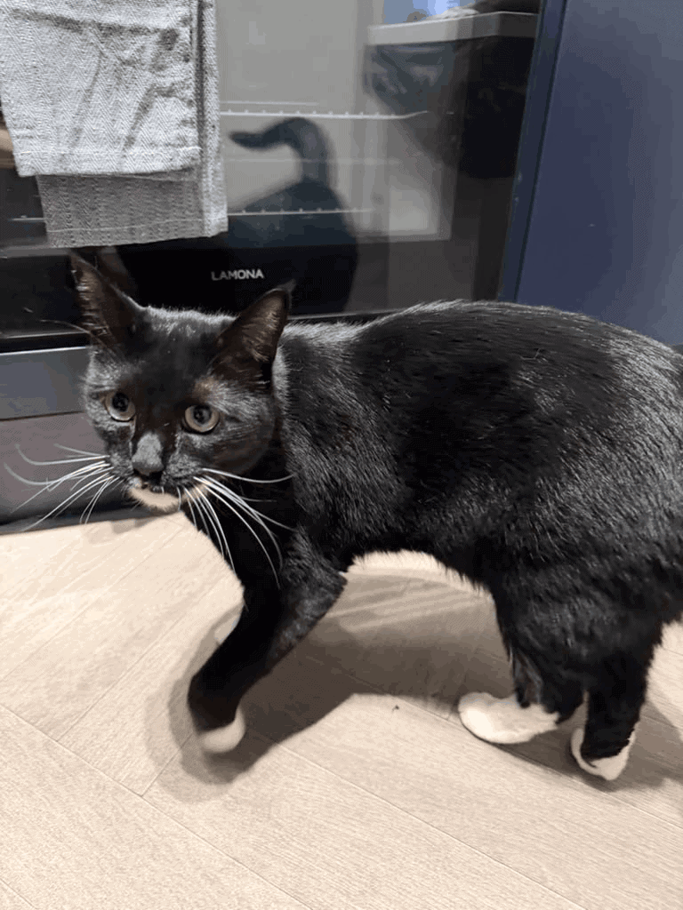 Black cat with white paws standing on a kitchen floor after relocating from the USA to the UK.