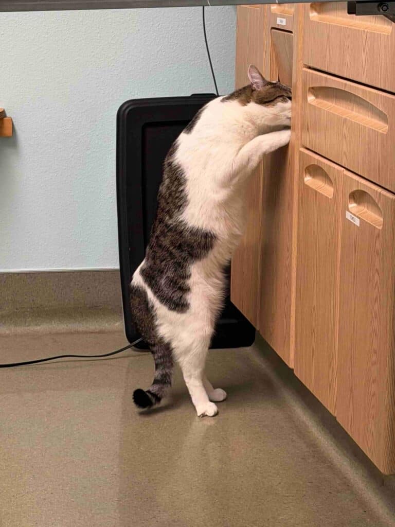 A tabby-and-white cat stands upright on its hind legs, front paws braced on a wooden filing cabinet, nose pressed curiously into a small drawer or slot at the top.